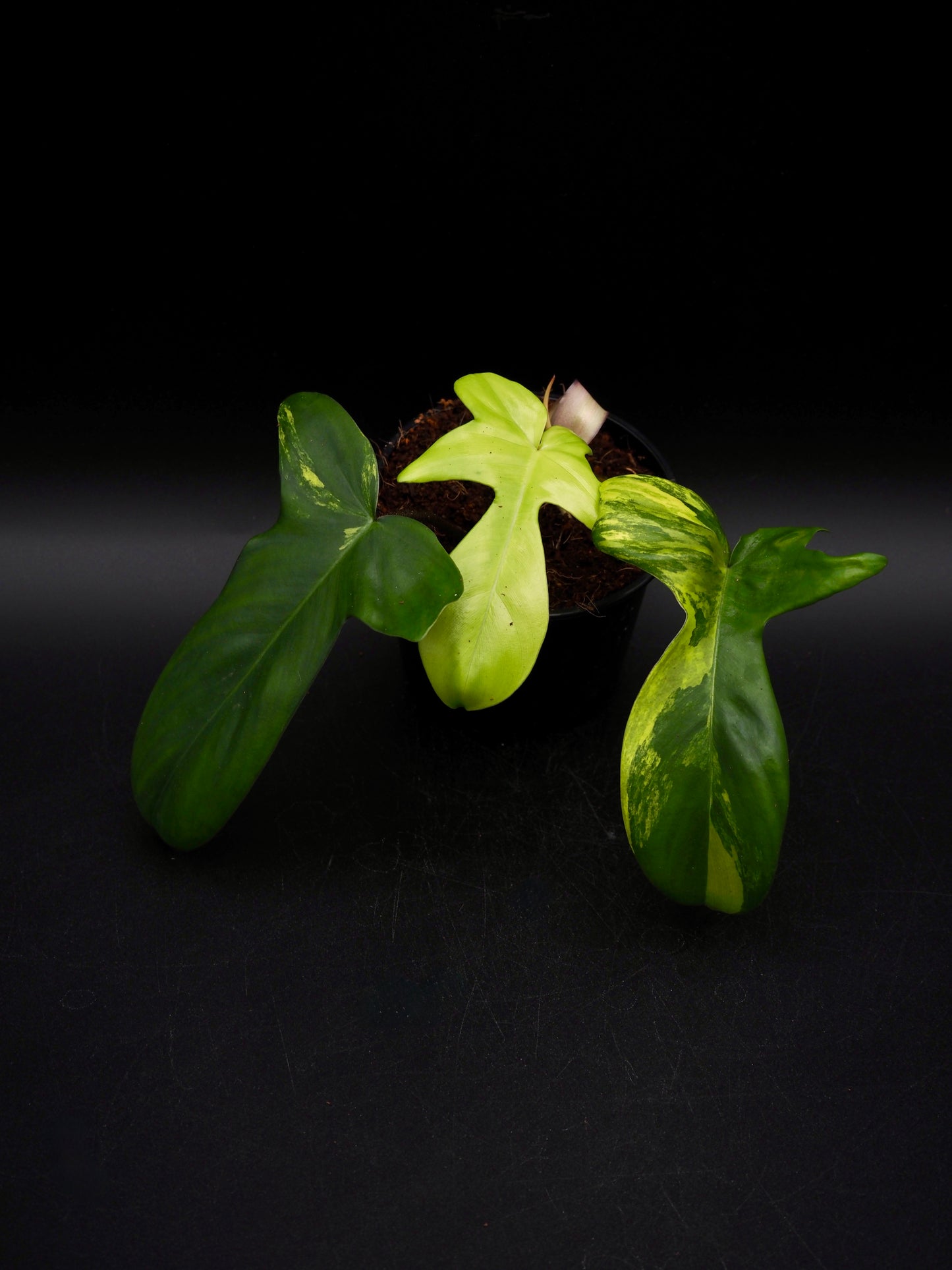 Philodendron Florida Beauty