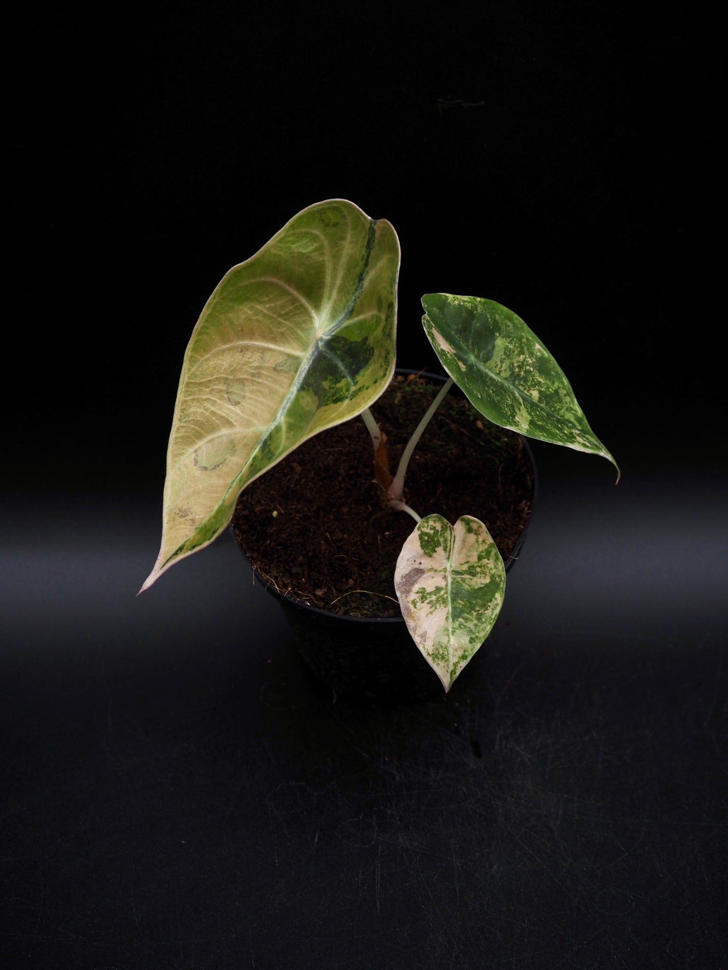 Alocasia Sedenii Aurea