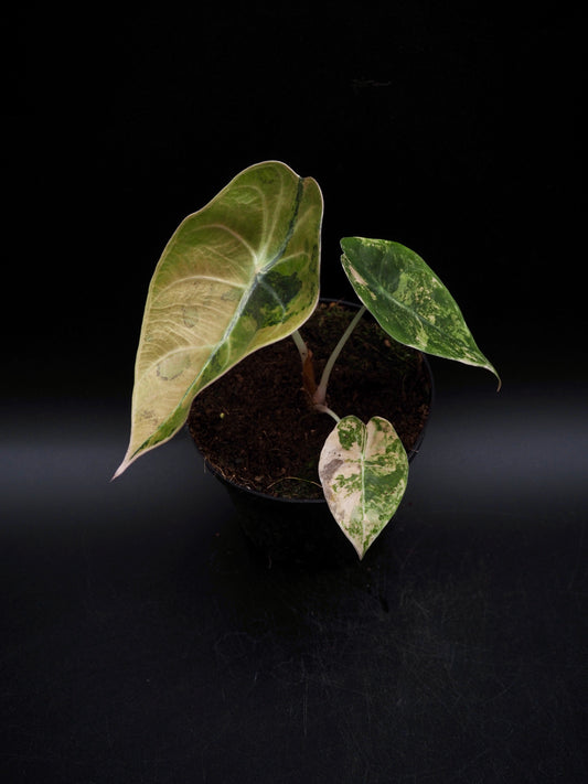 Alocasia Sedenii Aurea