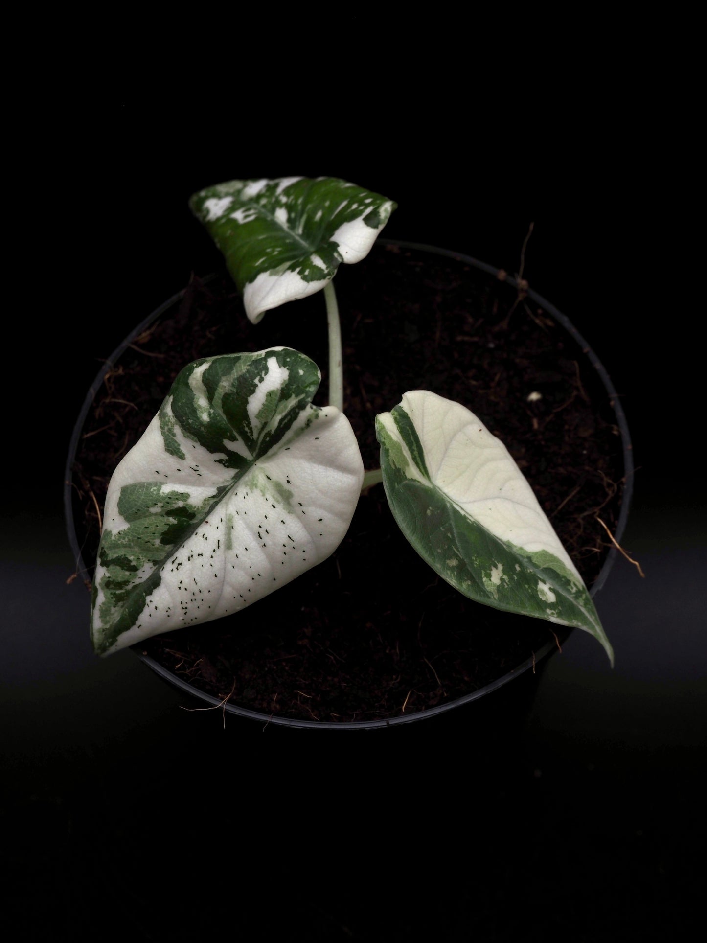 Alocasia Maharani Albo Variegata