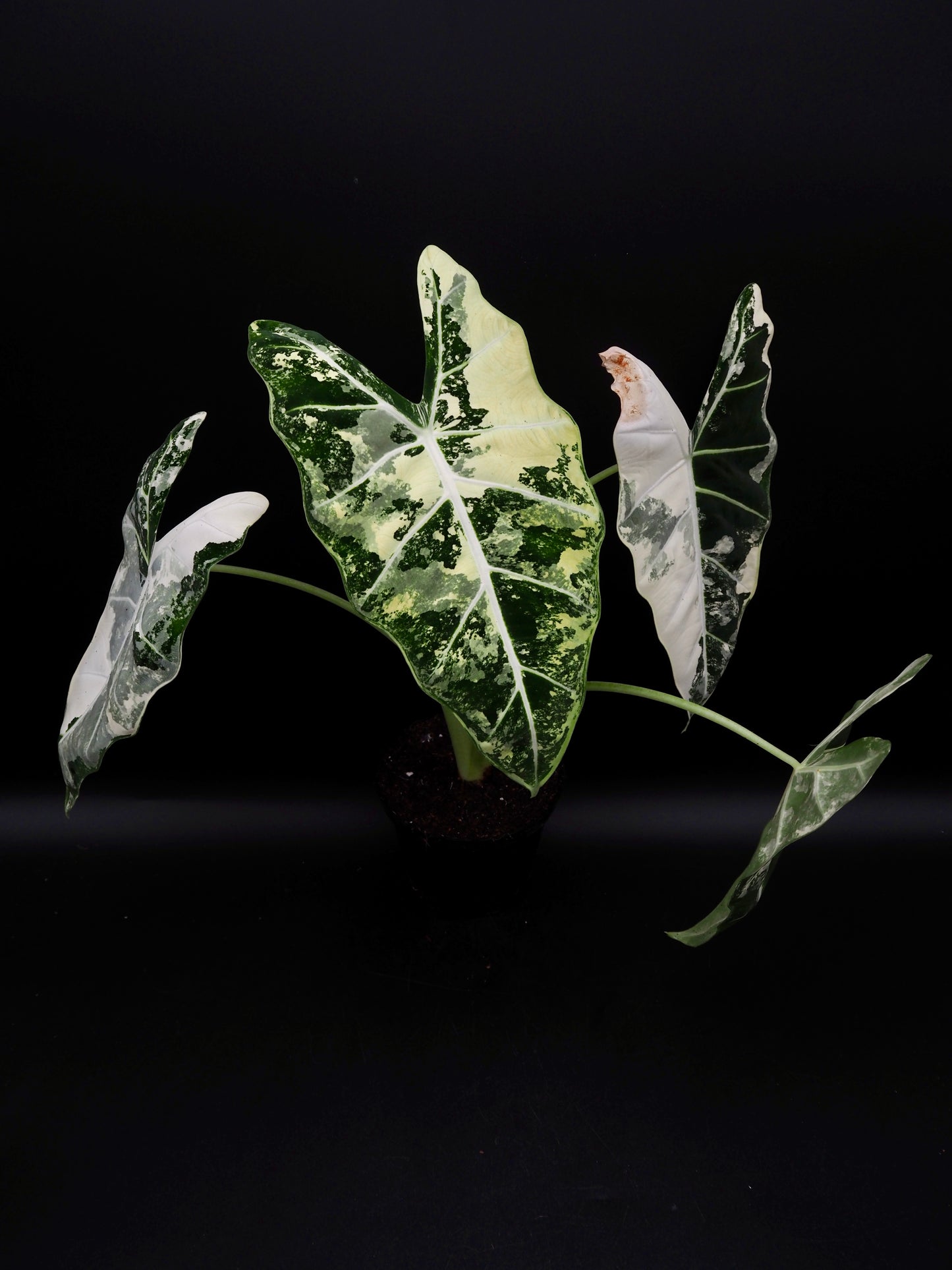 Alocasia Frydek Variegata