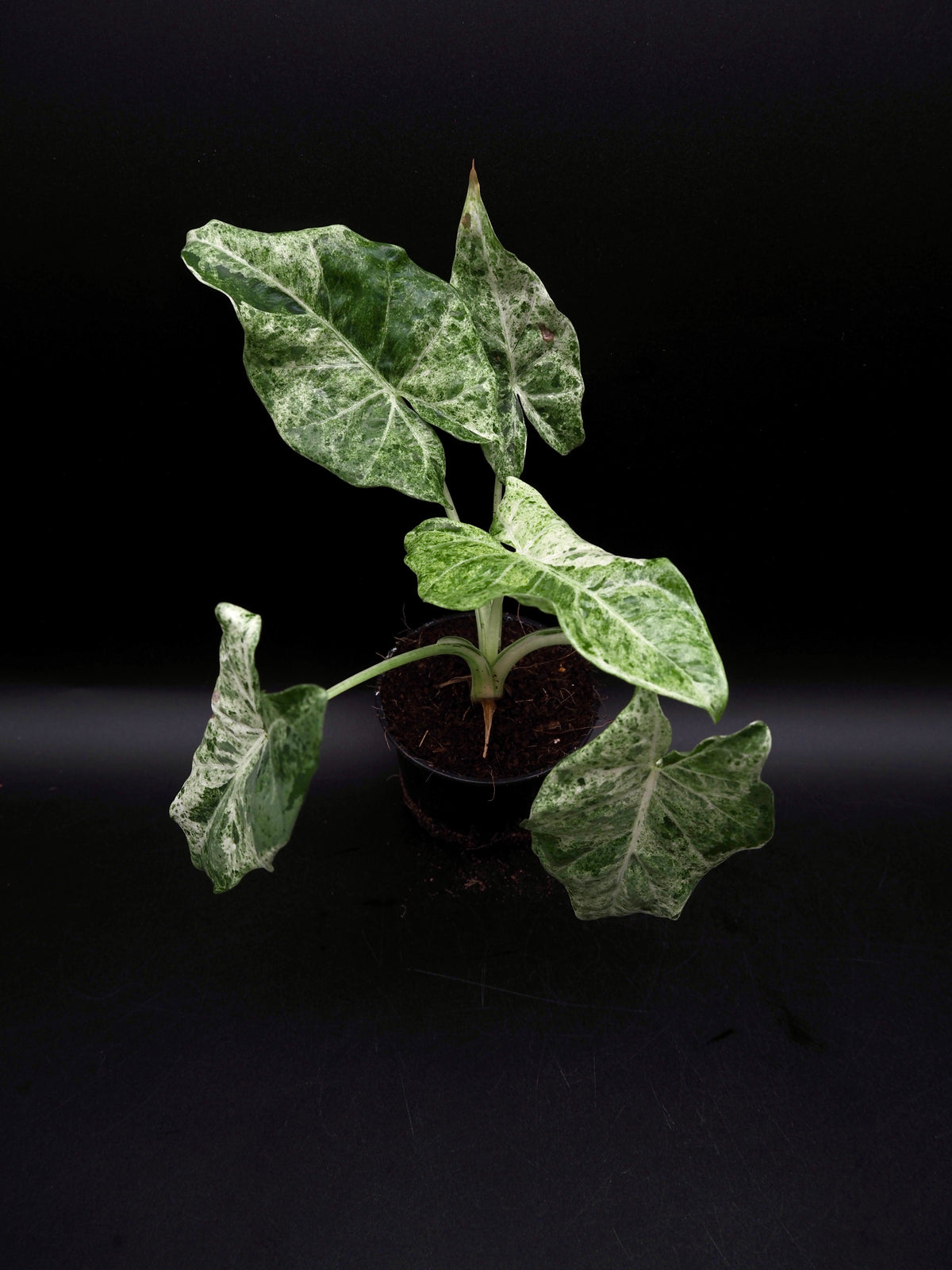 Alocasia Epilithica Marble Variegata