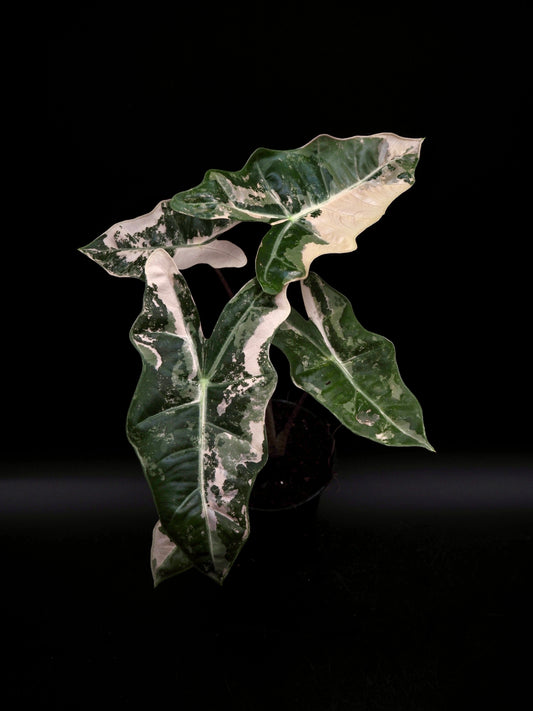 Alocasia Pseudo Sanderiana Pink