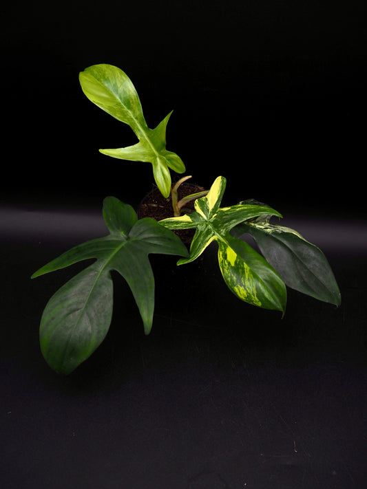 Philodendron Floride Beauté