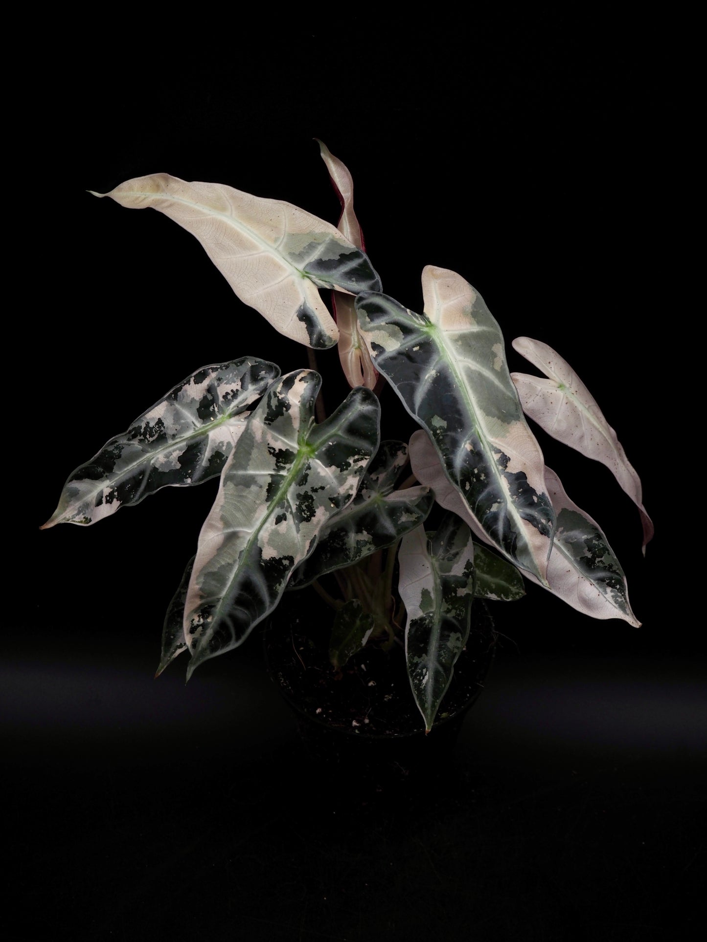 Alocasia Bambino Pink Variegata