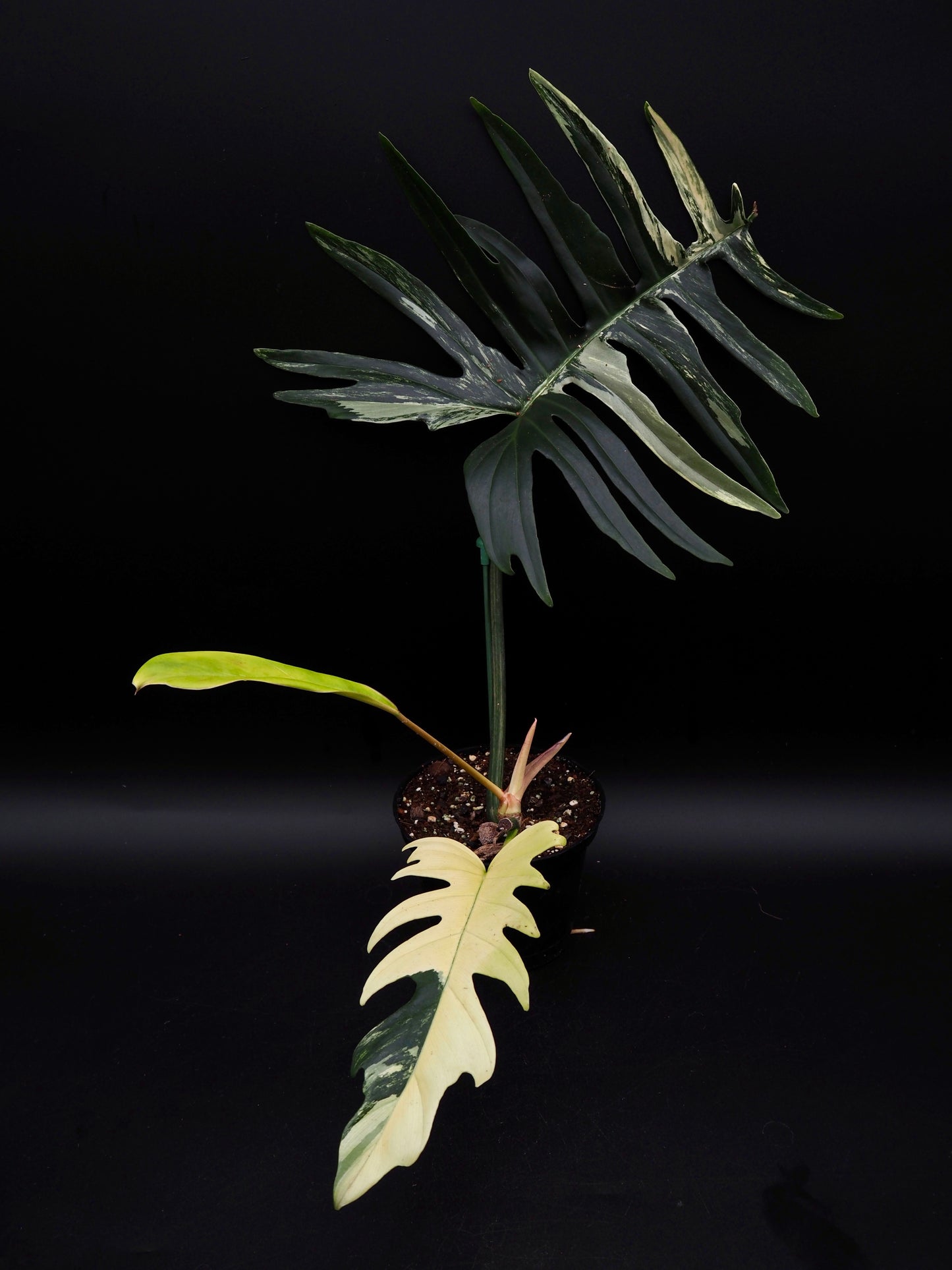 Philodendron Florida Beauty X Tortum