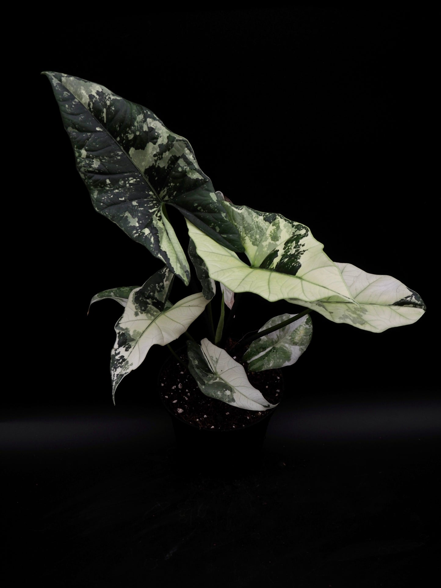 Alocasia Simpo Albo