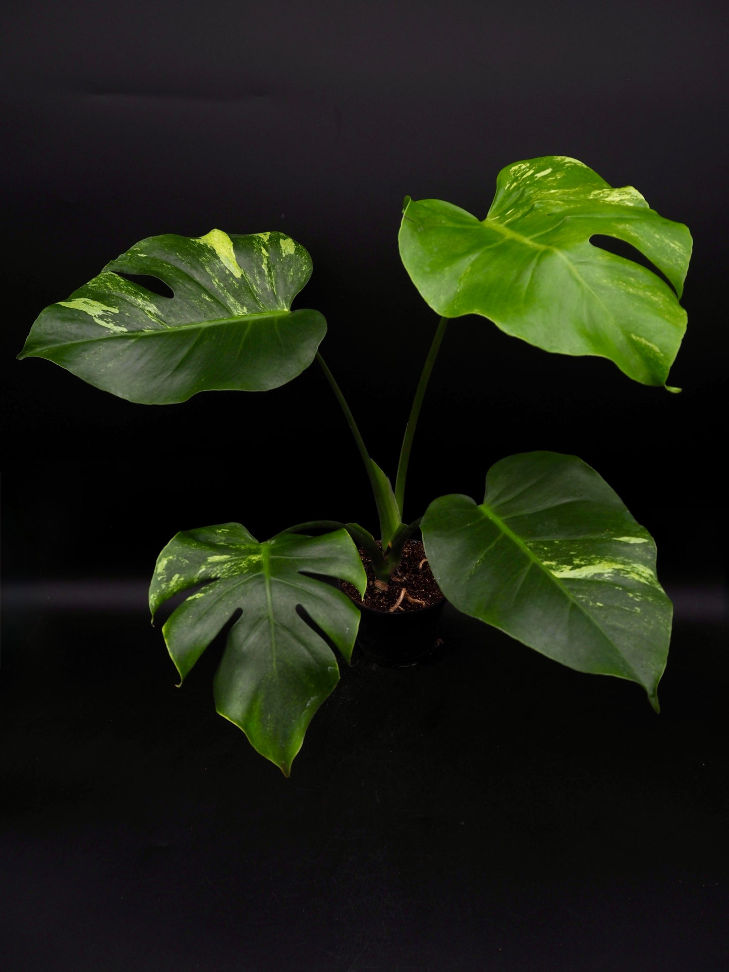 Monstera Ocean Mint
