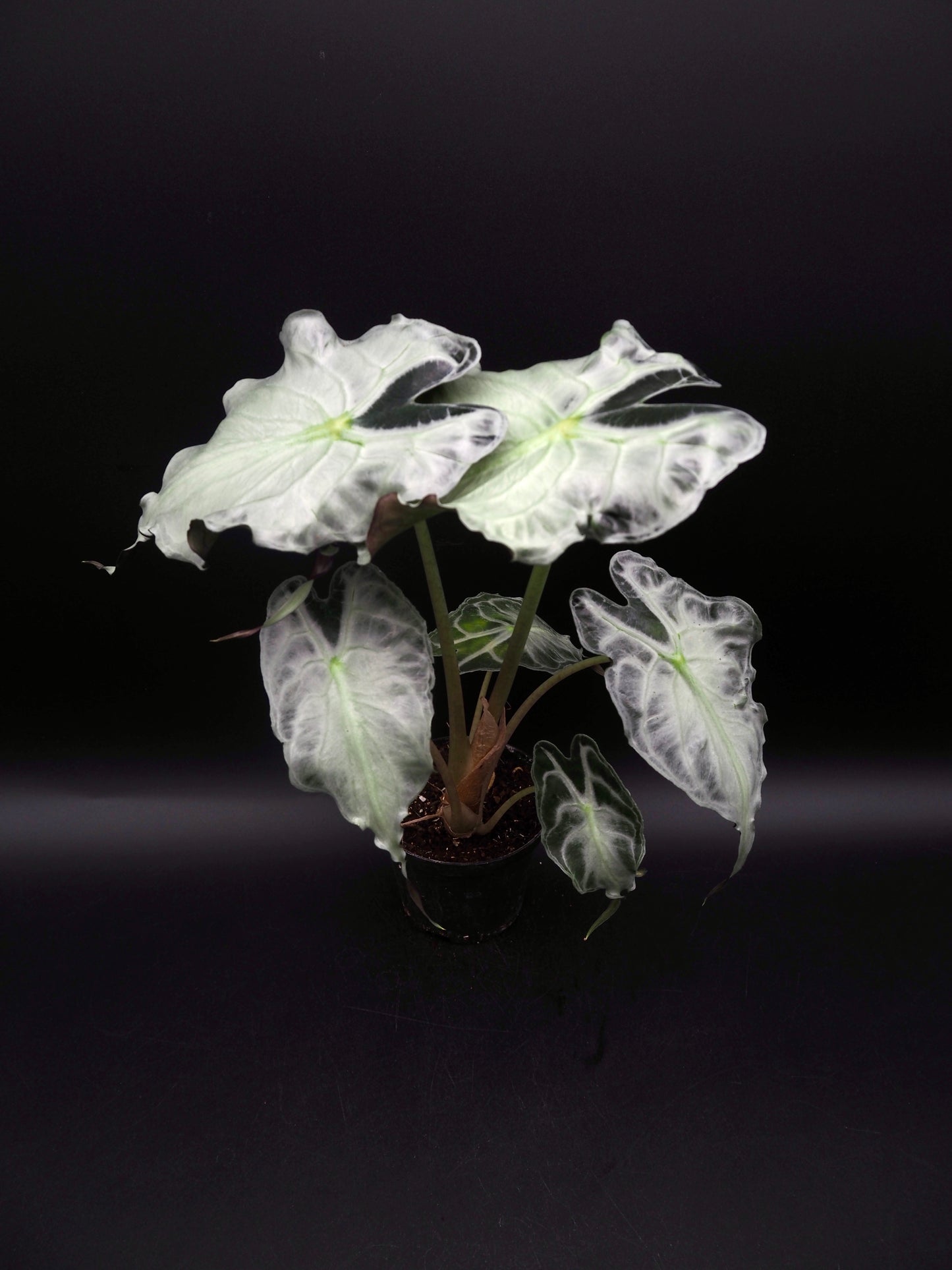 Alocasia Venom XL