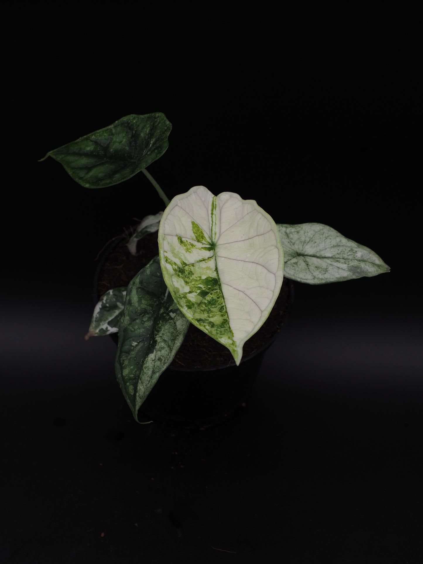 Écaille de dragon Alocasia Albo Variegata