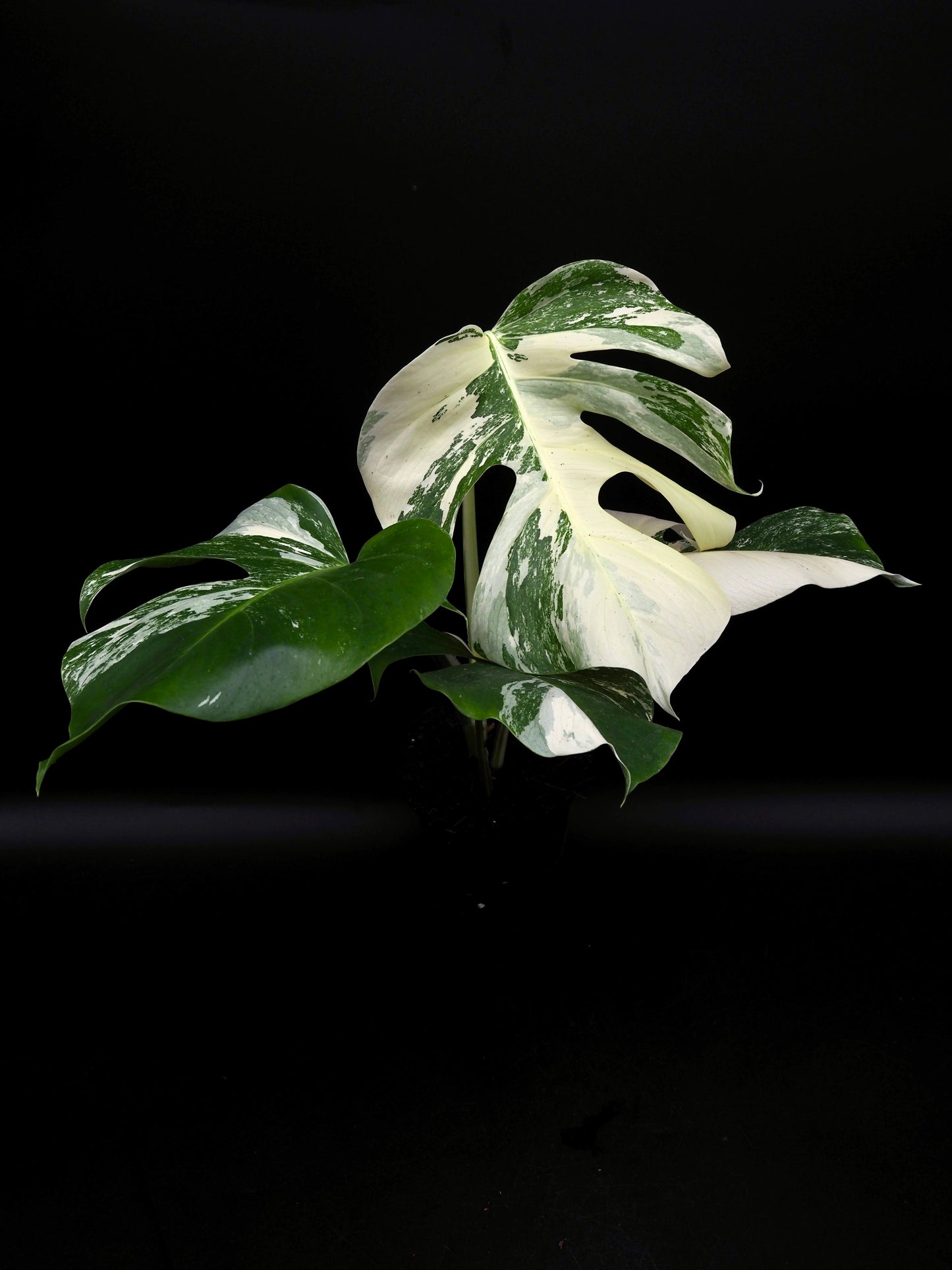 Monstera Borsigiana Albo Variegata