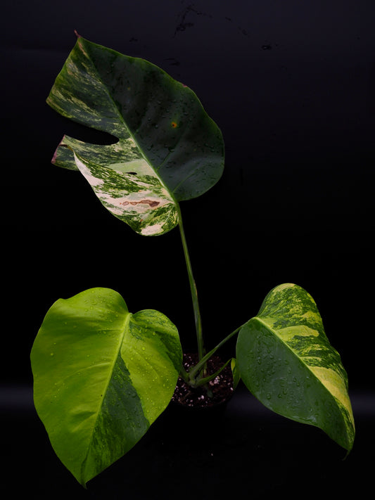 Monstera Borsigiana Aurea Variegata
