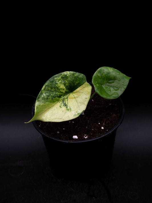 Alocasia Sinuata Aurea