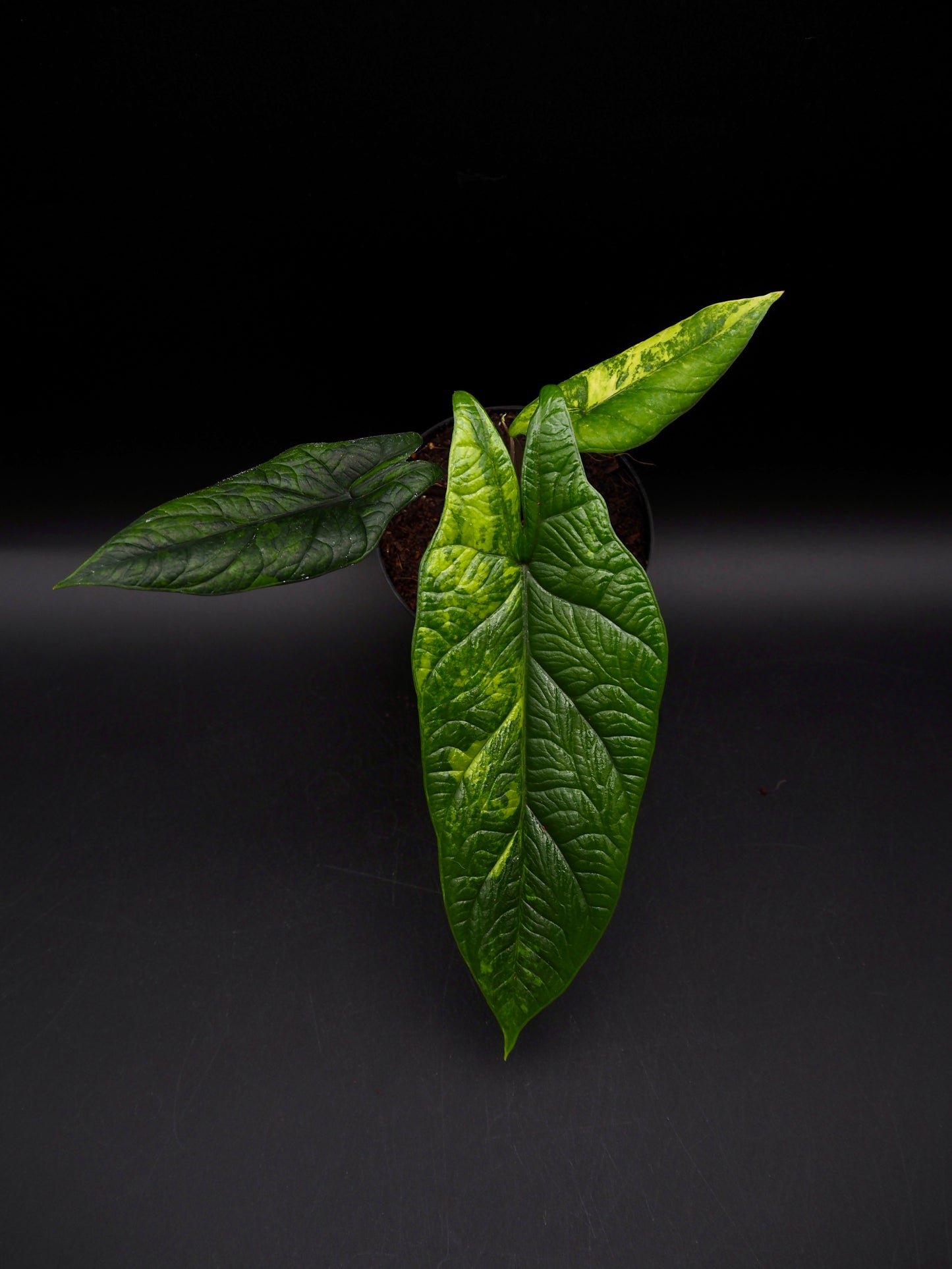 Alocasia Scalprum Aurea
