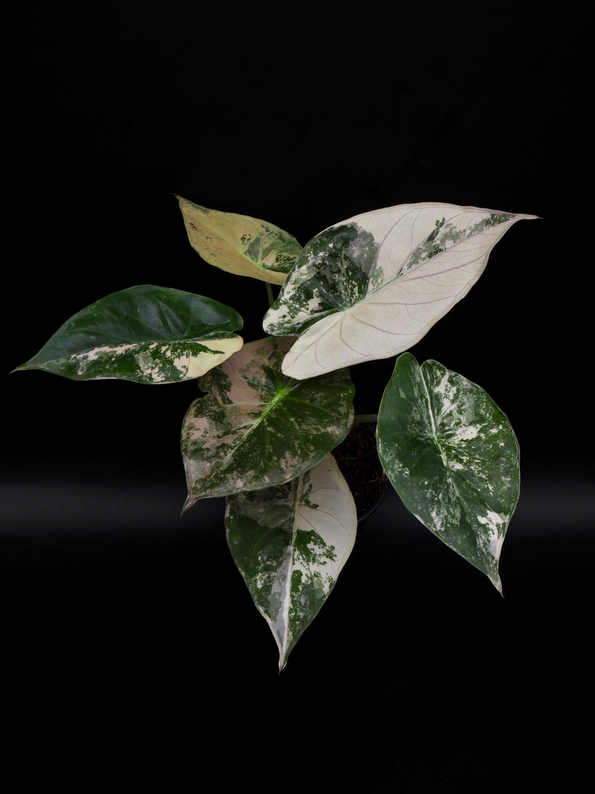 Alocasia Wentii Albo/Pink