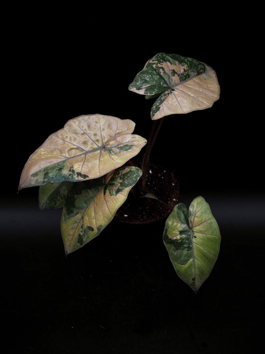 Alocasia Yucatan Princess Pink