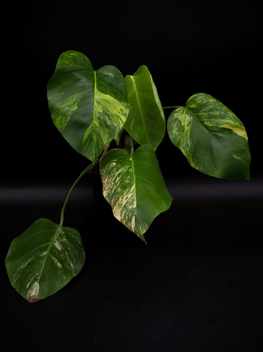 Monstera Borsigiana Aurea Variegata
