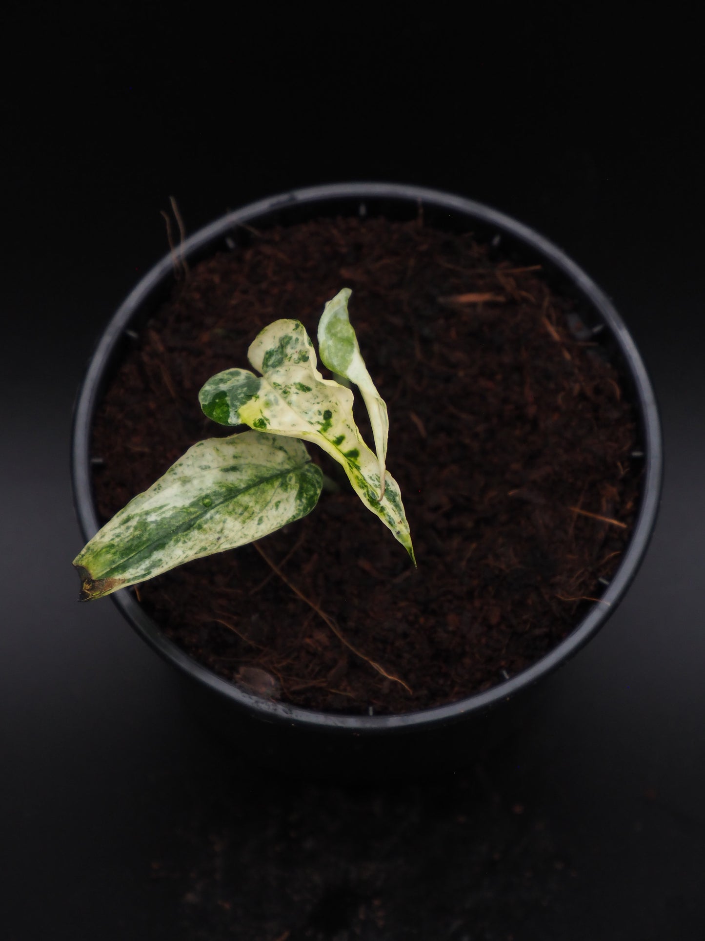 Amydrium variégata