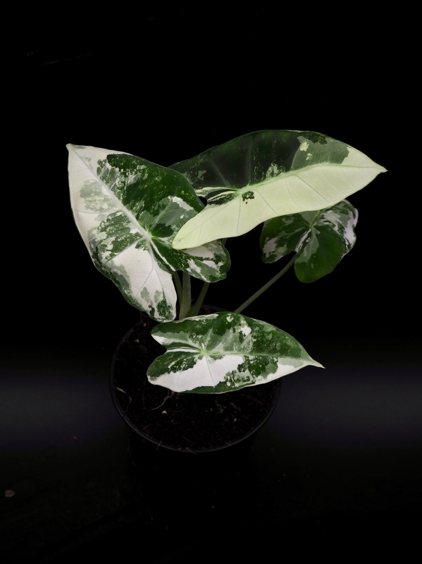 Alocasia Frydek Variegata