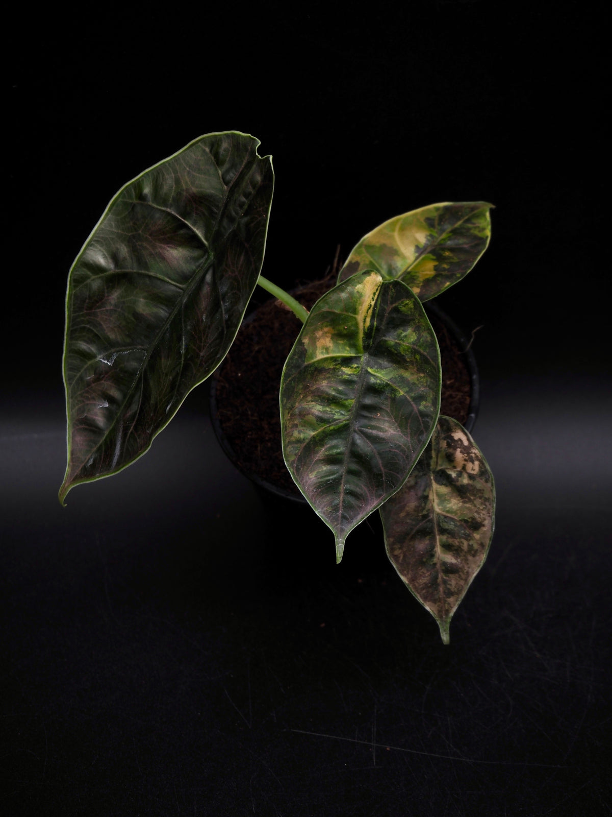 Alocasia Azlanii Aurea