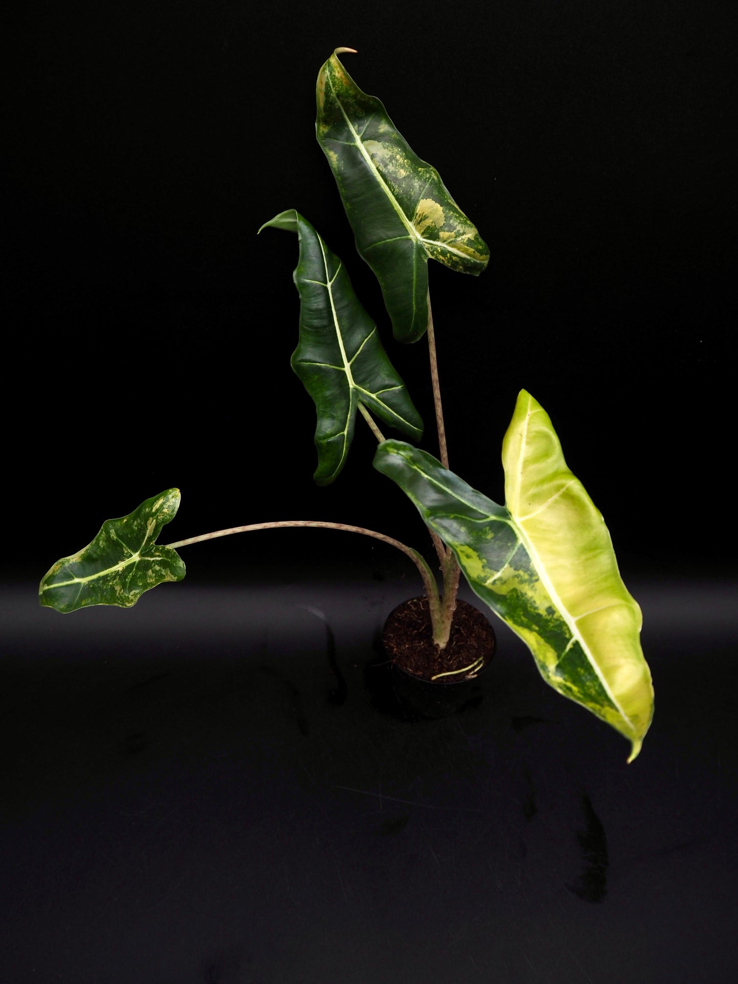 Alocasia Sarian Aurea