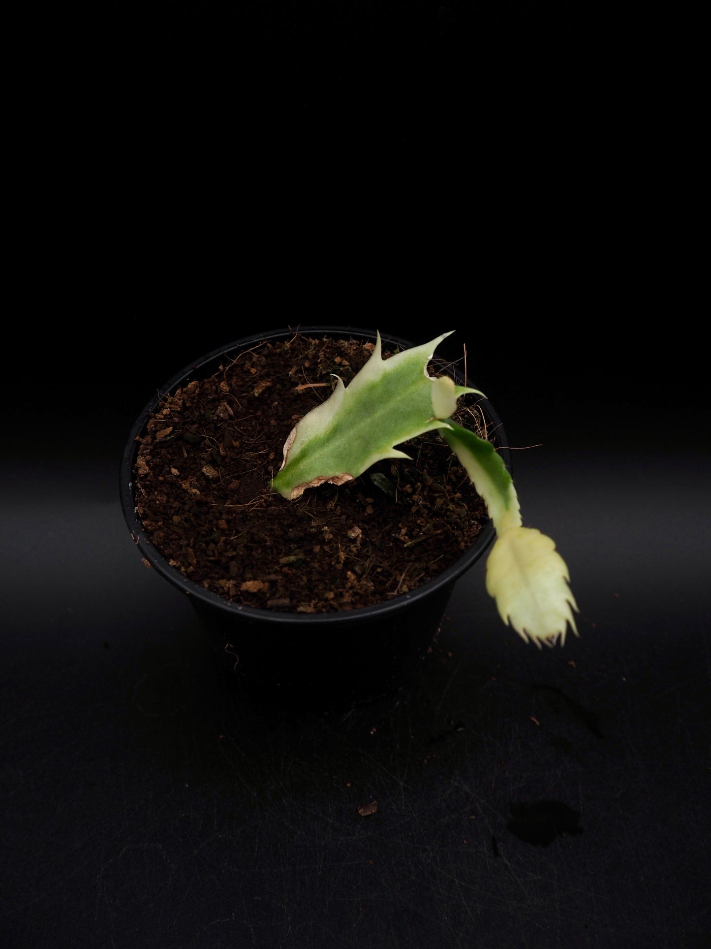 Weihnachtskaktus Variegata