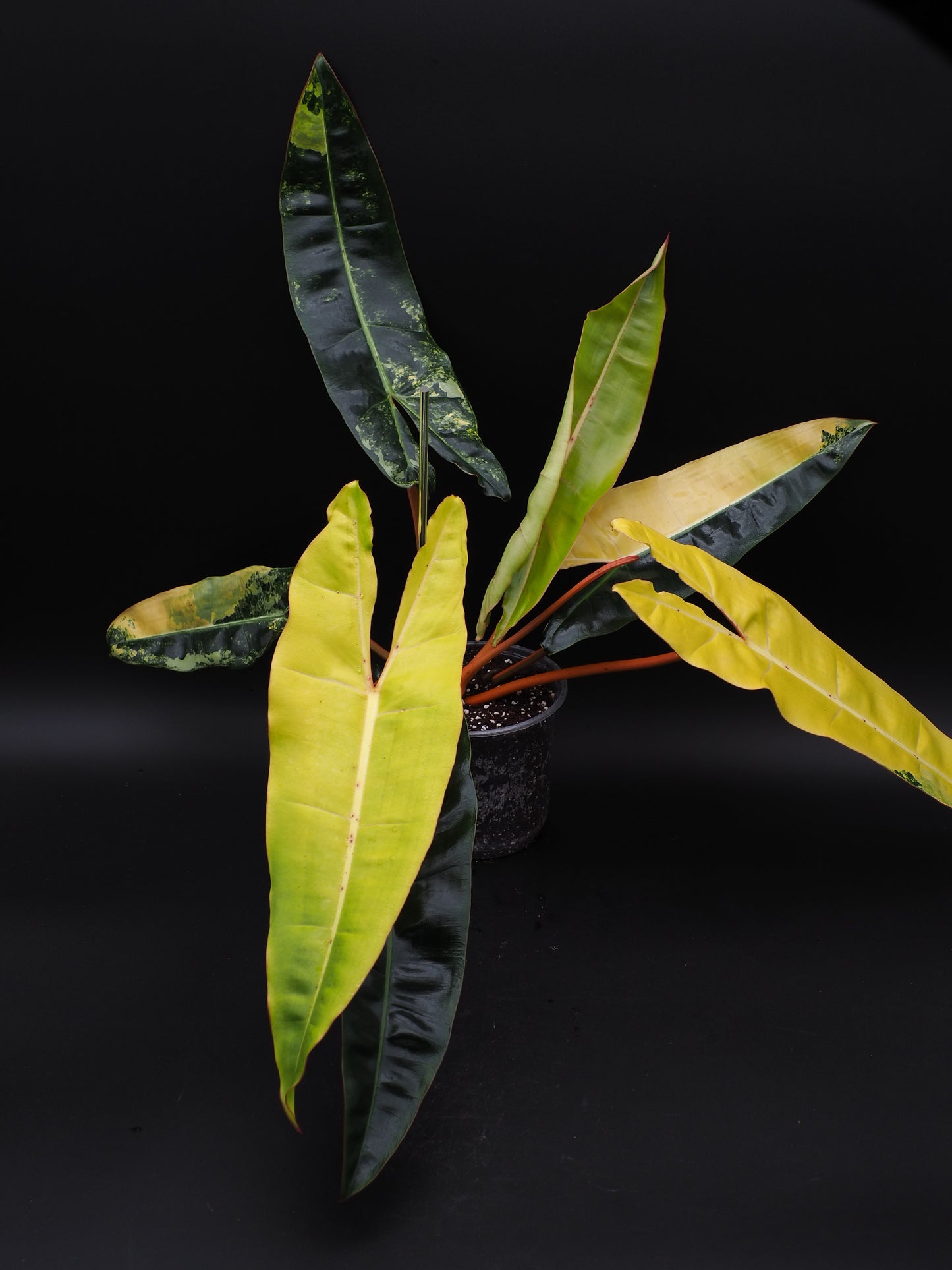 Philodendron Billietiae Variegata