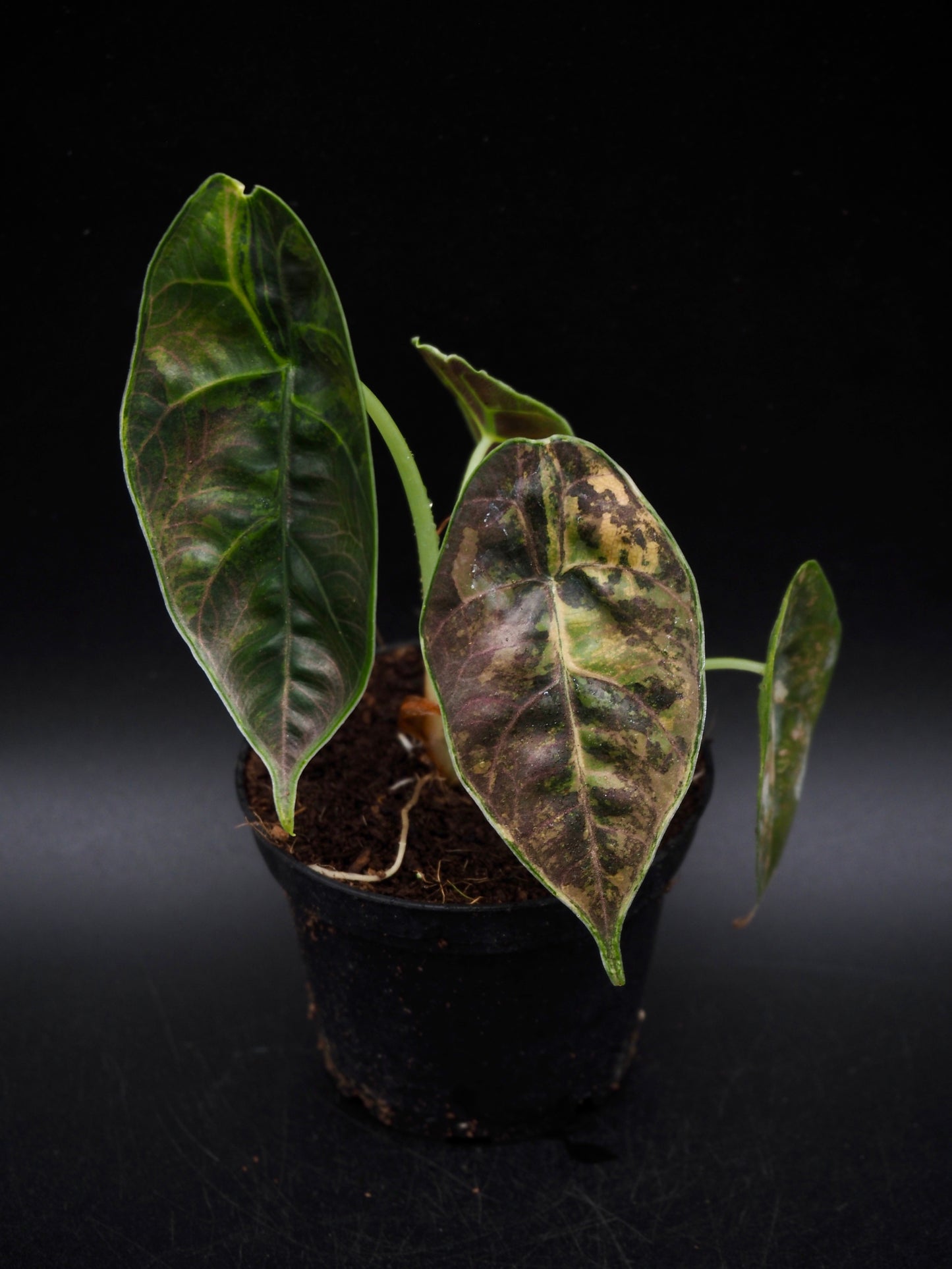 Alocasia Azlanii Aurea
