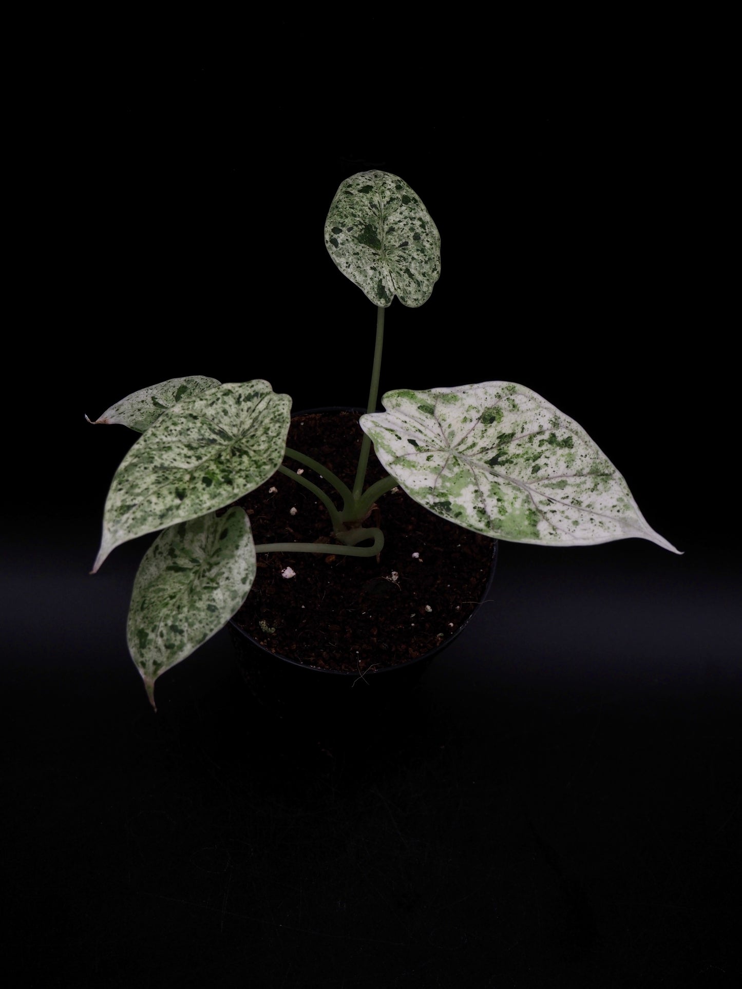 Alocasia Dragon Scale Mint Variegata