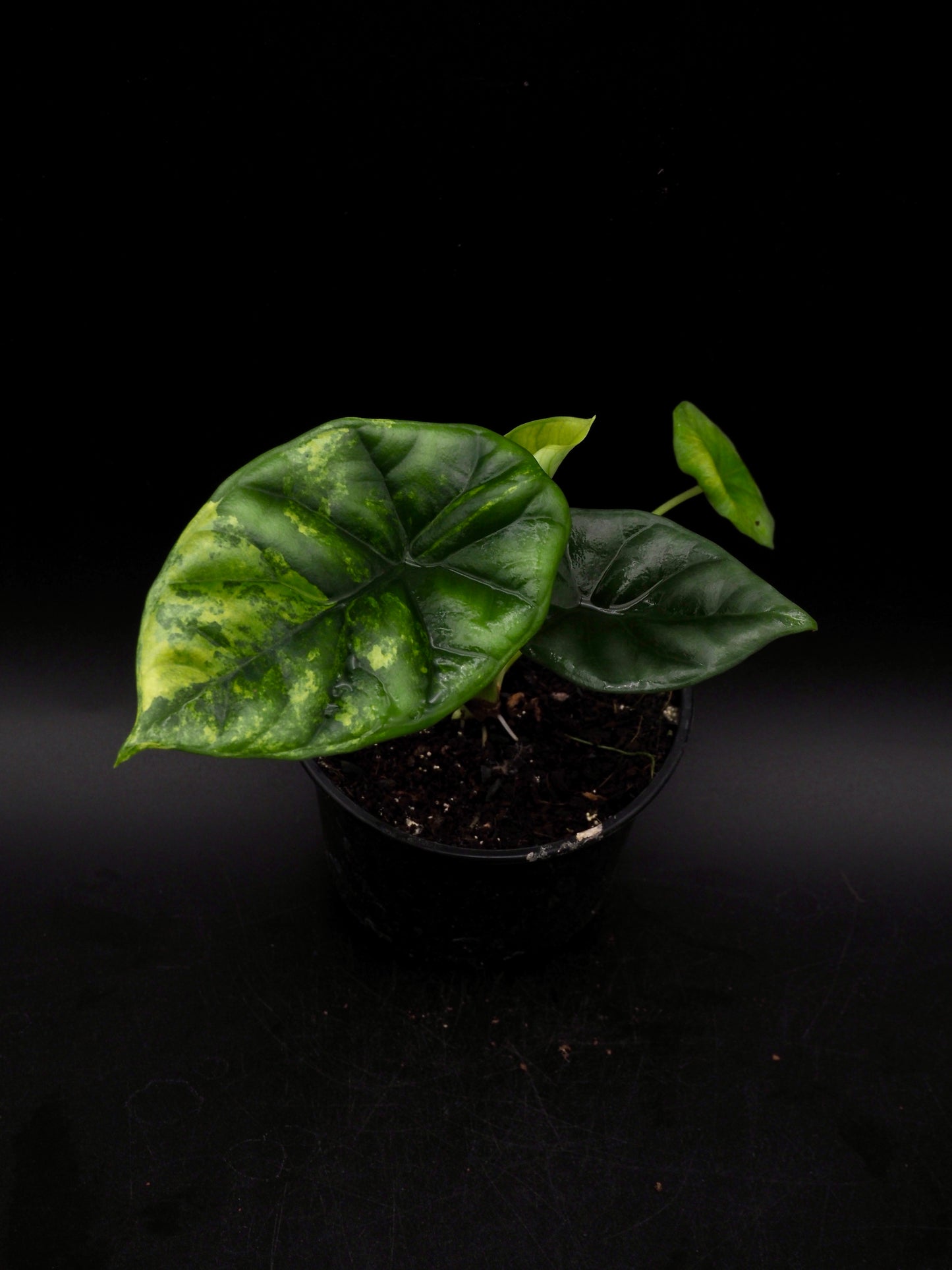 Alocasia Sinuata Aurea