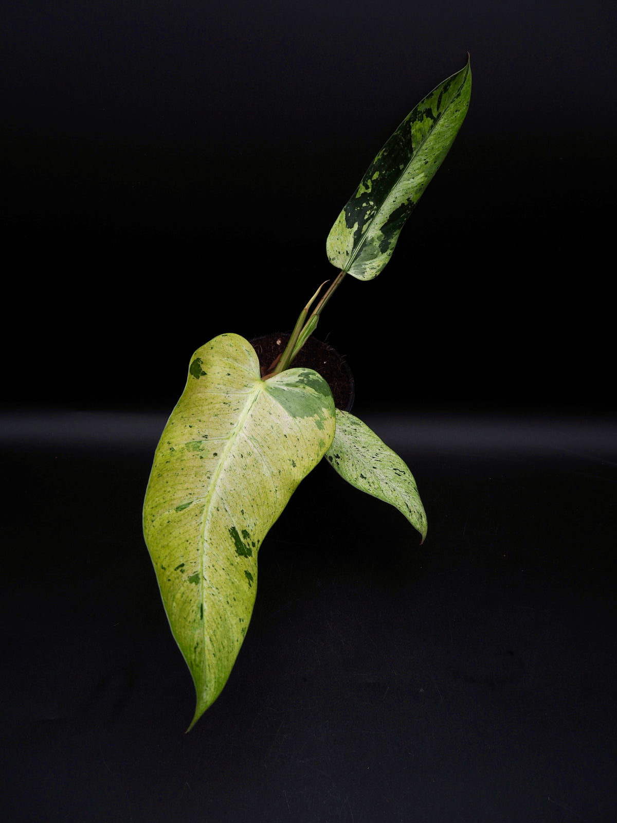Philodendron Whipple Way Variegata