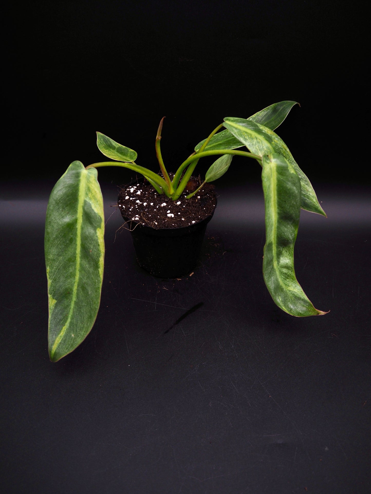 Philodendron Spiritus Sancti Variegata
