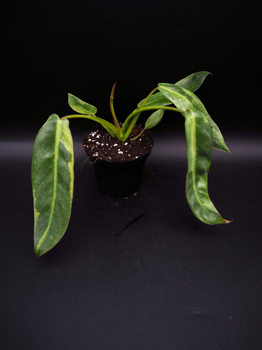 Philodendron Spiritus Sancti Variegata