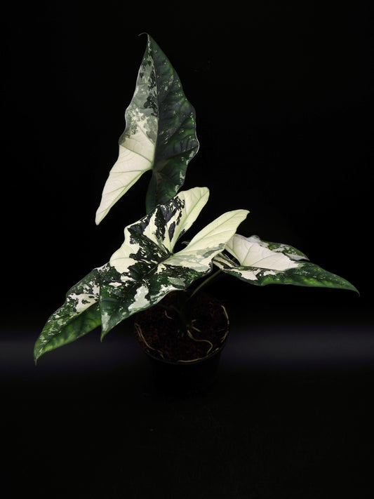 Alocasia Simpo Albo