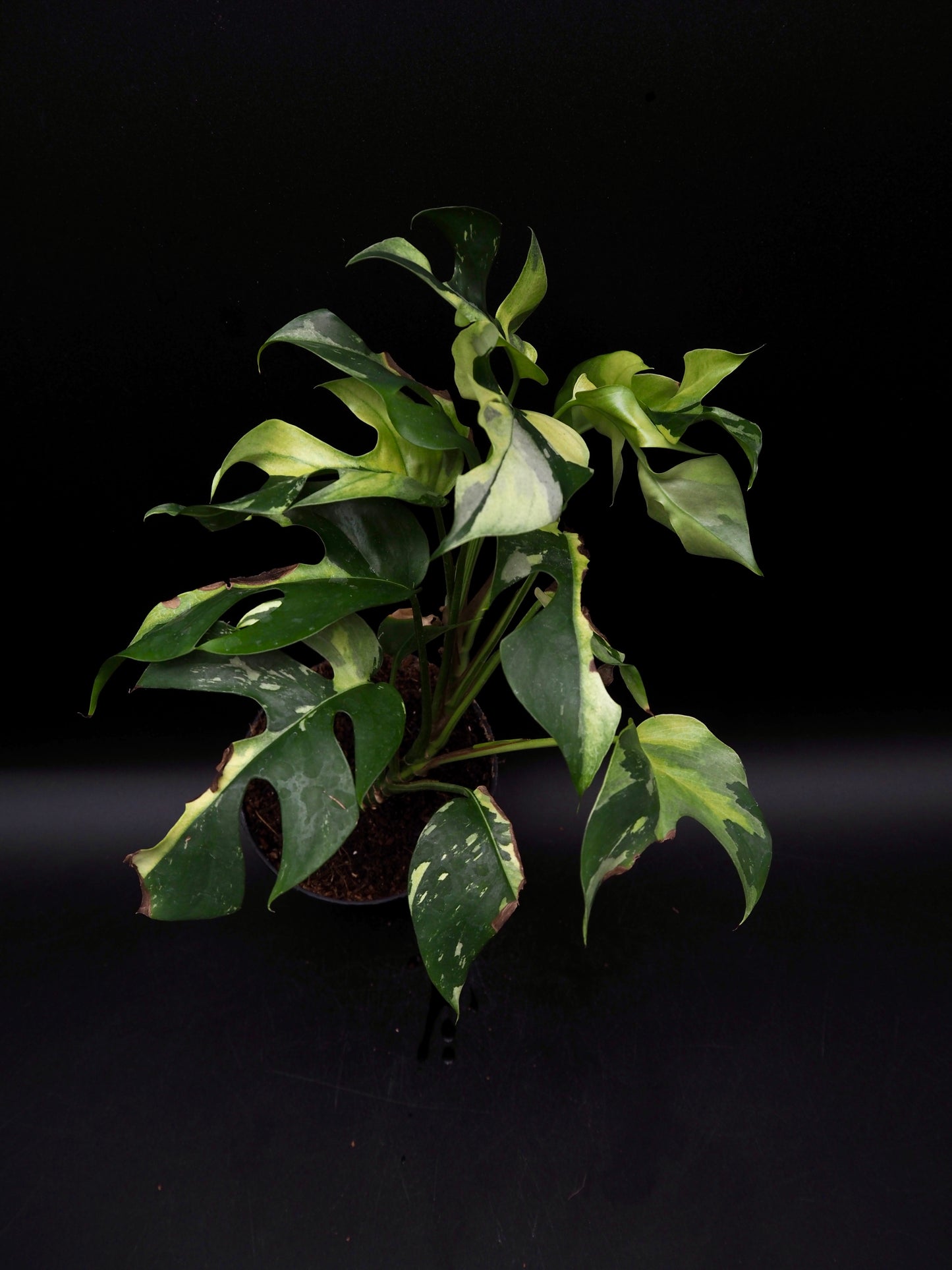 Rhaphidophora Tetrasperma Variegata