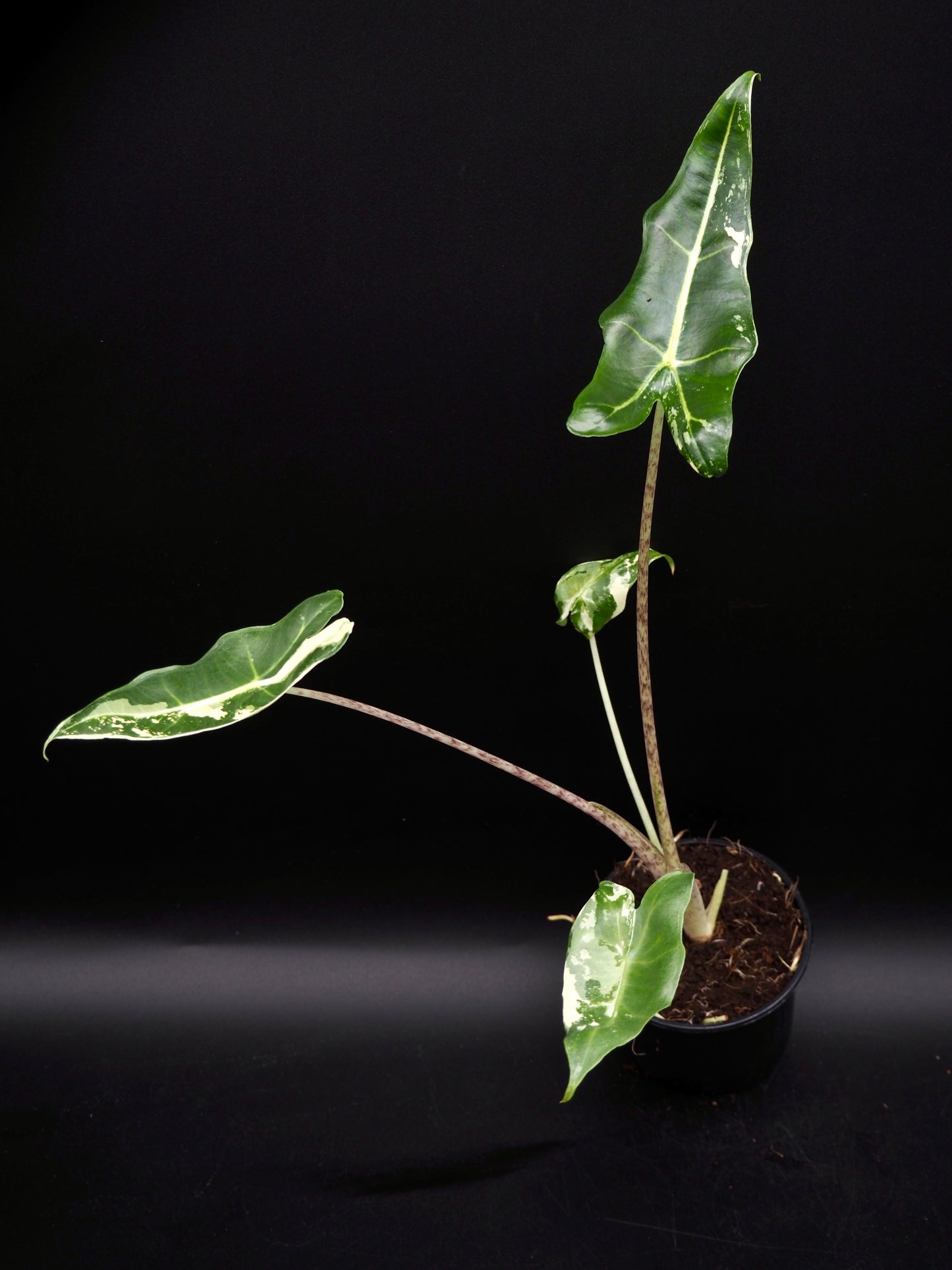 Alocasia Sarian Albo