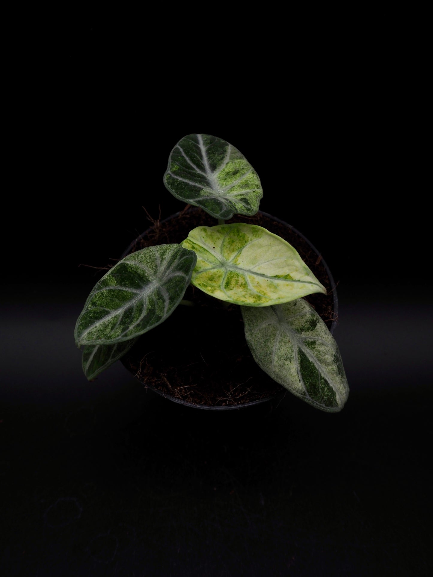 Alocasia Ninja Tricolor