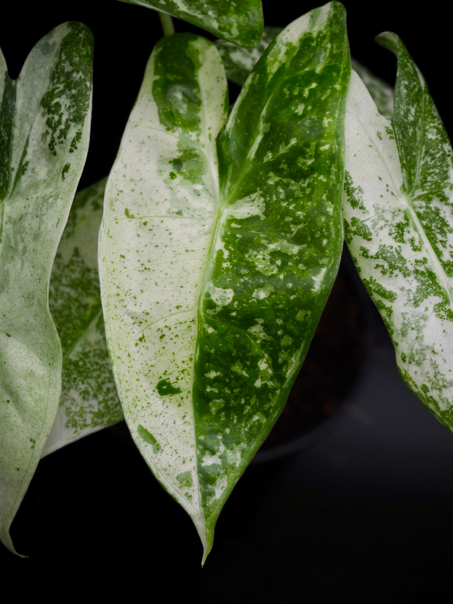 Alocasia Longlioba Thai Con