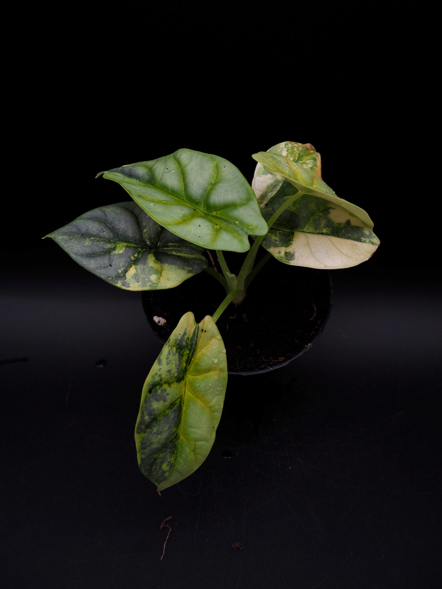 Alocasia Silver Dragon Aurea