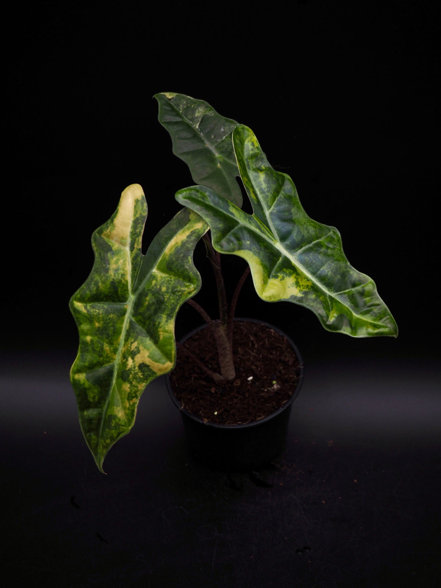 Alocasia Pseudo Sanderian Aurea Variegata