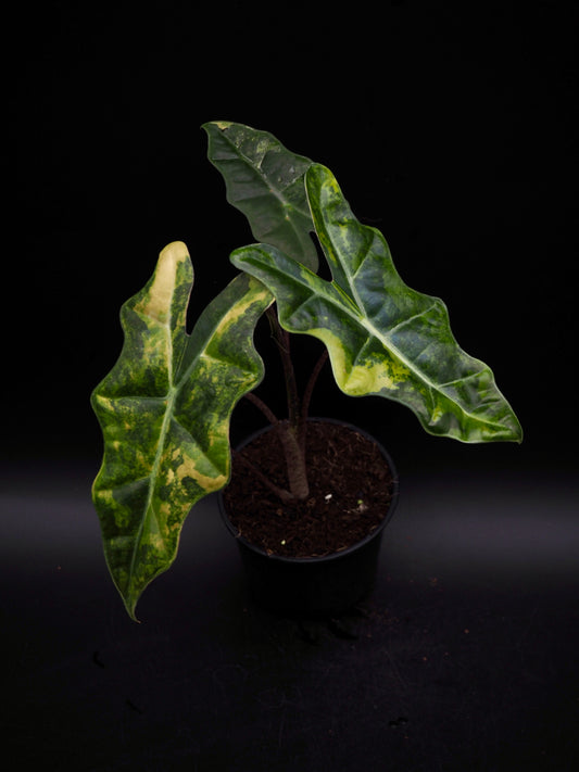 Alocasia Pseudo Sanderian Aurea Variegata