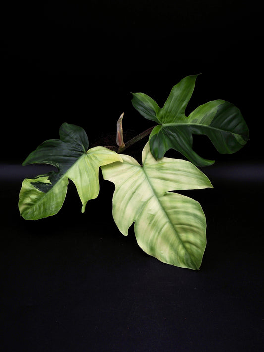 Philodendron Squamiferum Mint