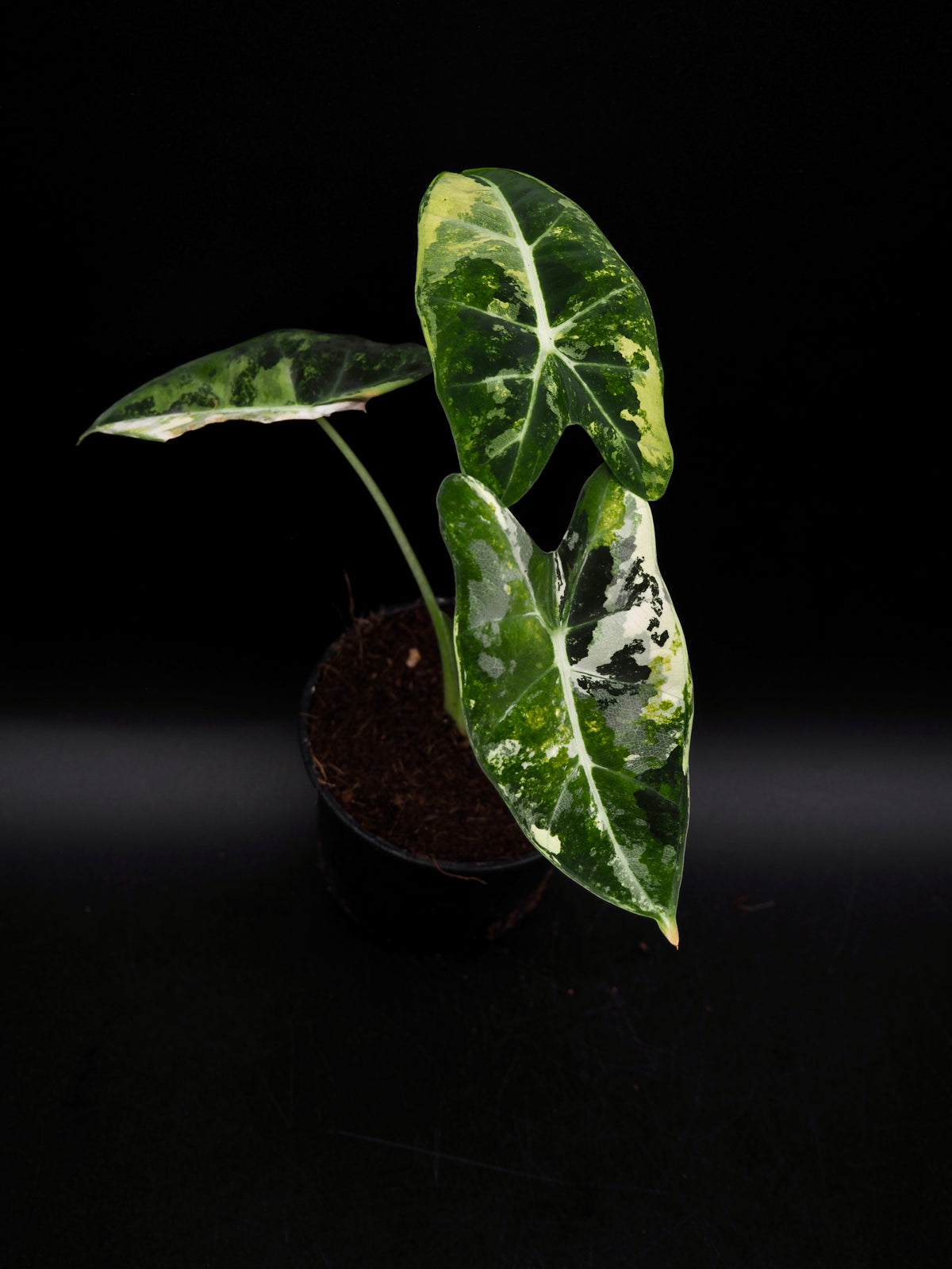 Alocasia Frydek Tricolor