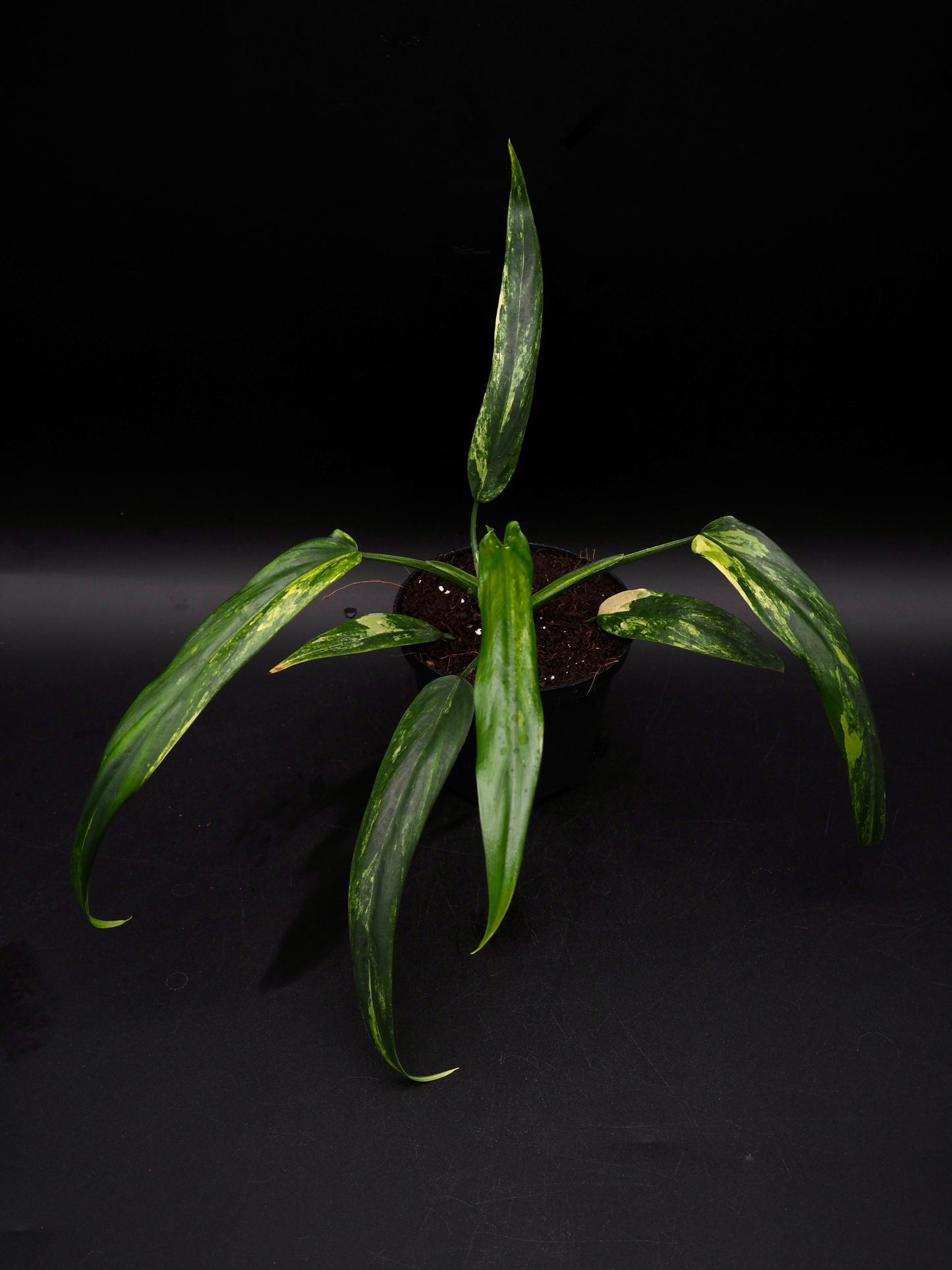 Philodendron Holtonianum Aurea