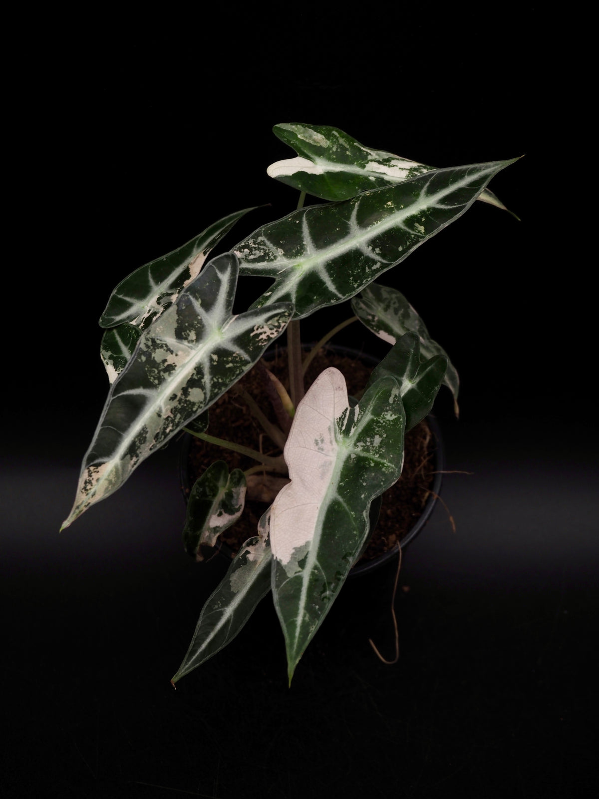 Alocasia Bambino Rose Variegata