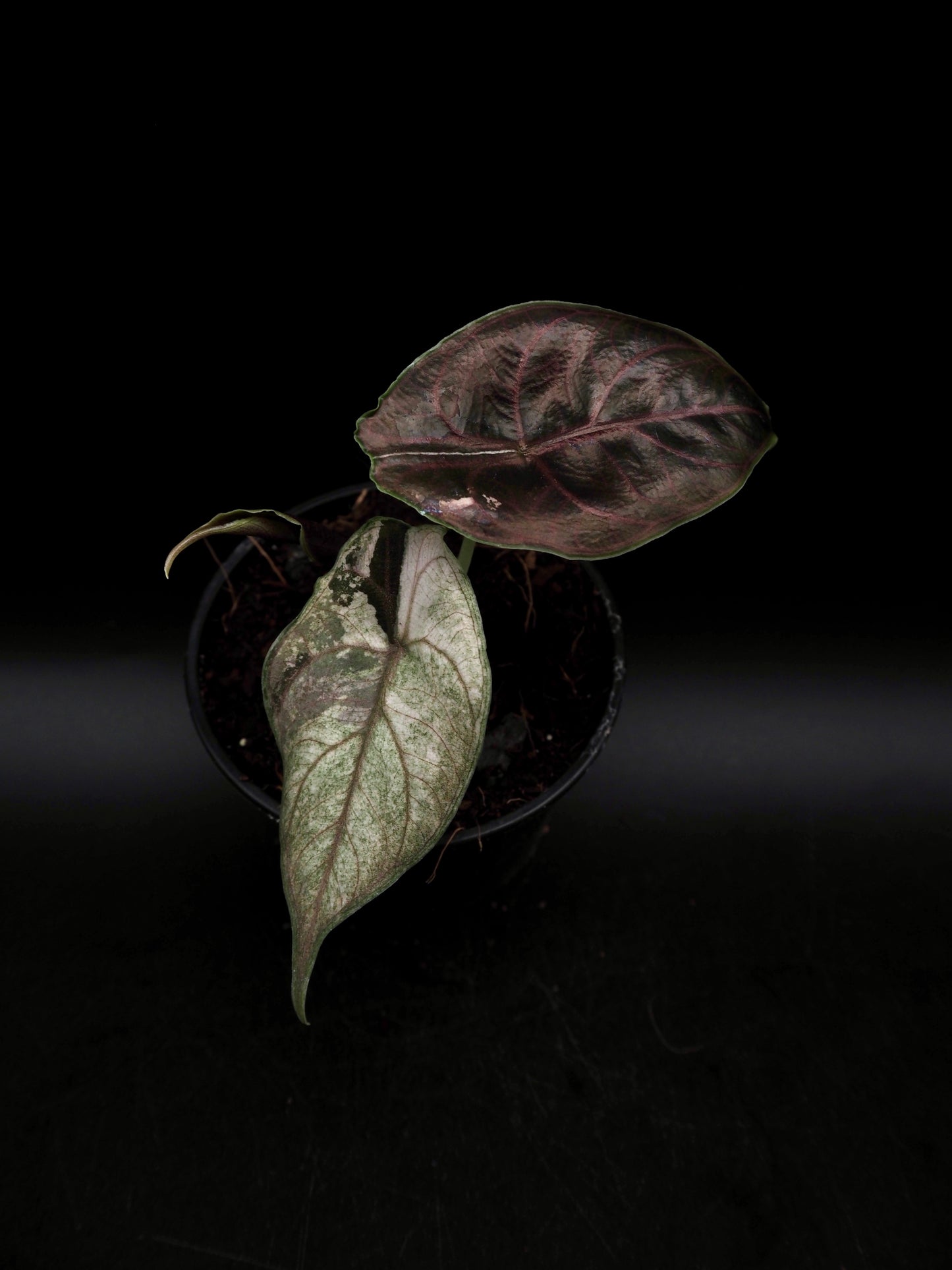 Alocasia Azlanii Pink