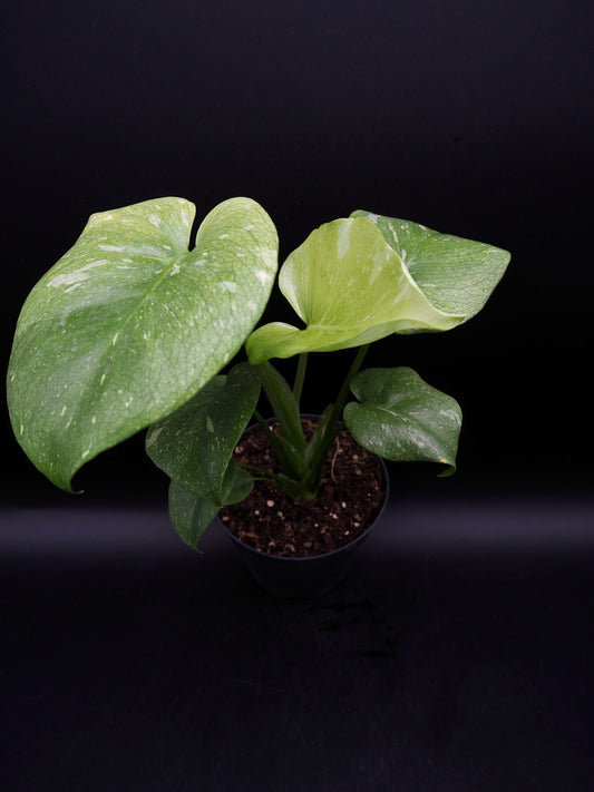 Monstera Thai Constellation Mint