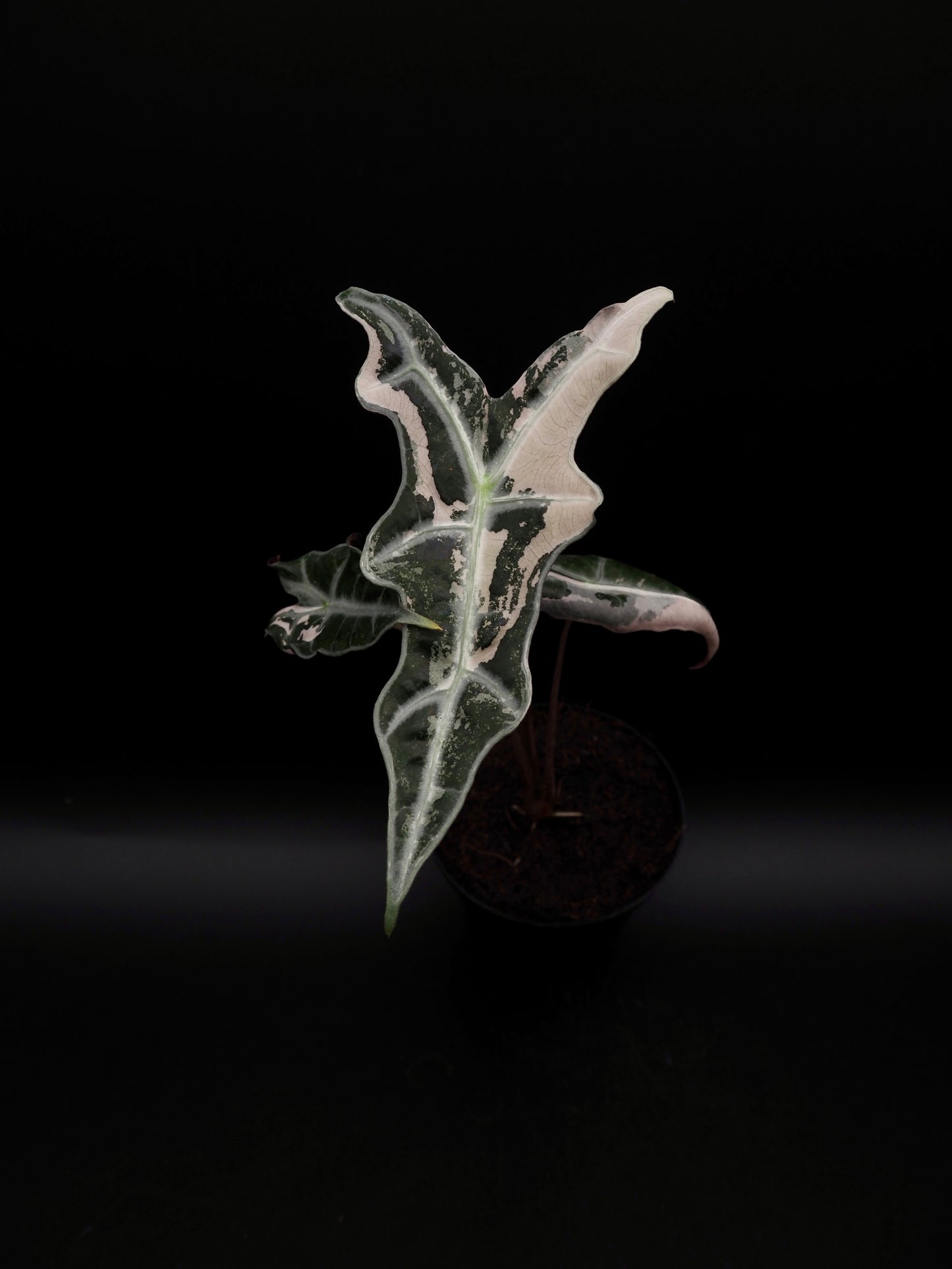 Alocasia Nobilis Pink