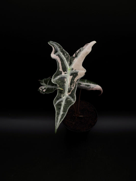Alocasia Nobilis Pink