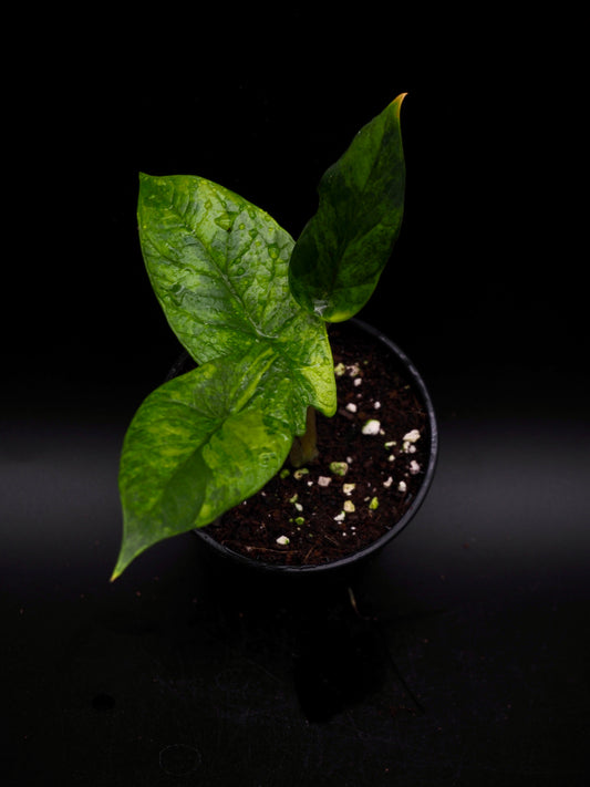 Alocasia Scalprum Aurea